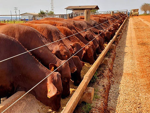 Santa Gertrudis feeder lot.jpg