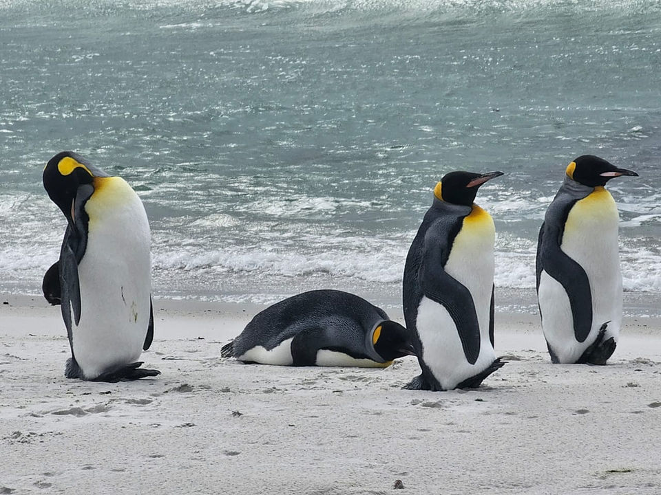 A group of four penguins on a beach, close to the ocean, with clear blue water and soft sand surrounding them.