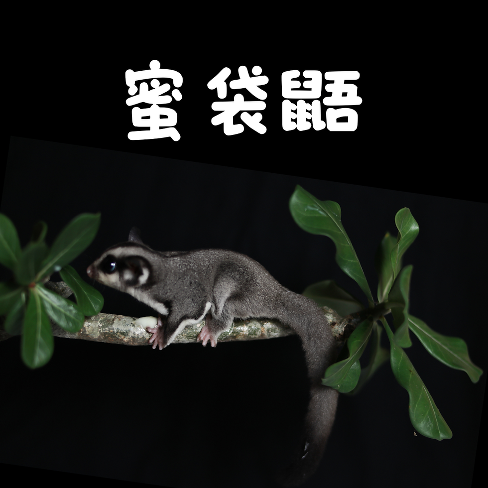 5.png