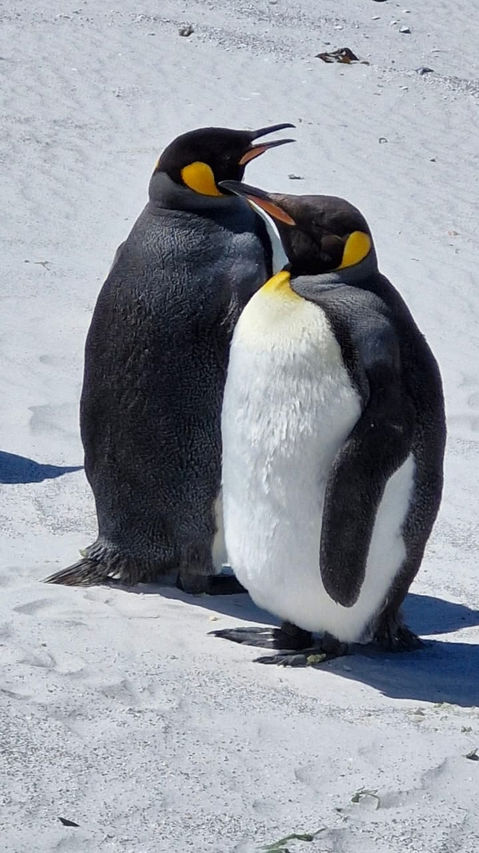 two king penguin
