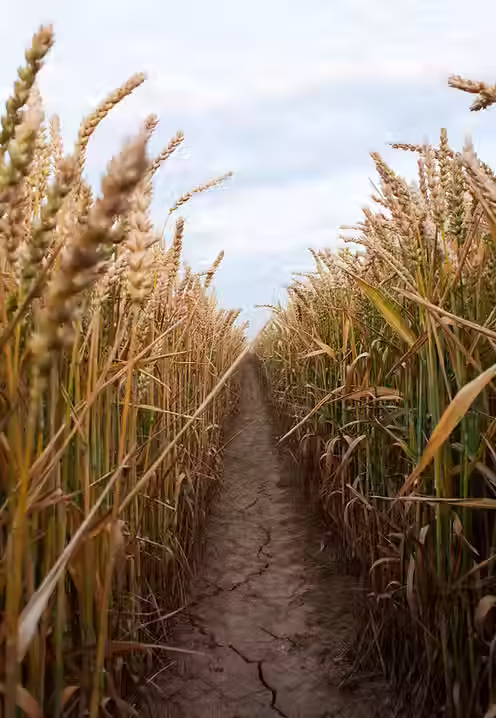 Dirt path between tall golden wheat under a blue sky.