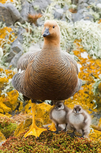 A mother duck and her fluffy ducklings are perched on a rock, basking in the sunlight near a calm body of water.