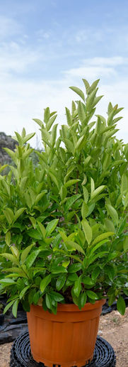 Parlak yapraklı kartopu – Yoğun dokulu, herdemyeşil sınır çalısı