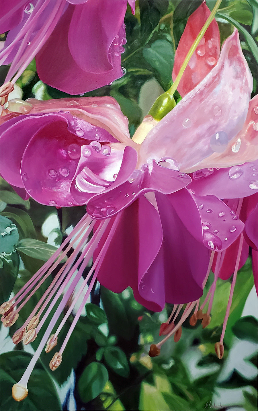 Fuscia 2