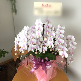 胡蝶蘭