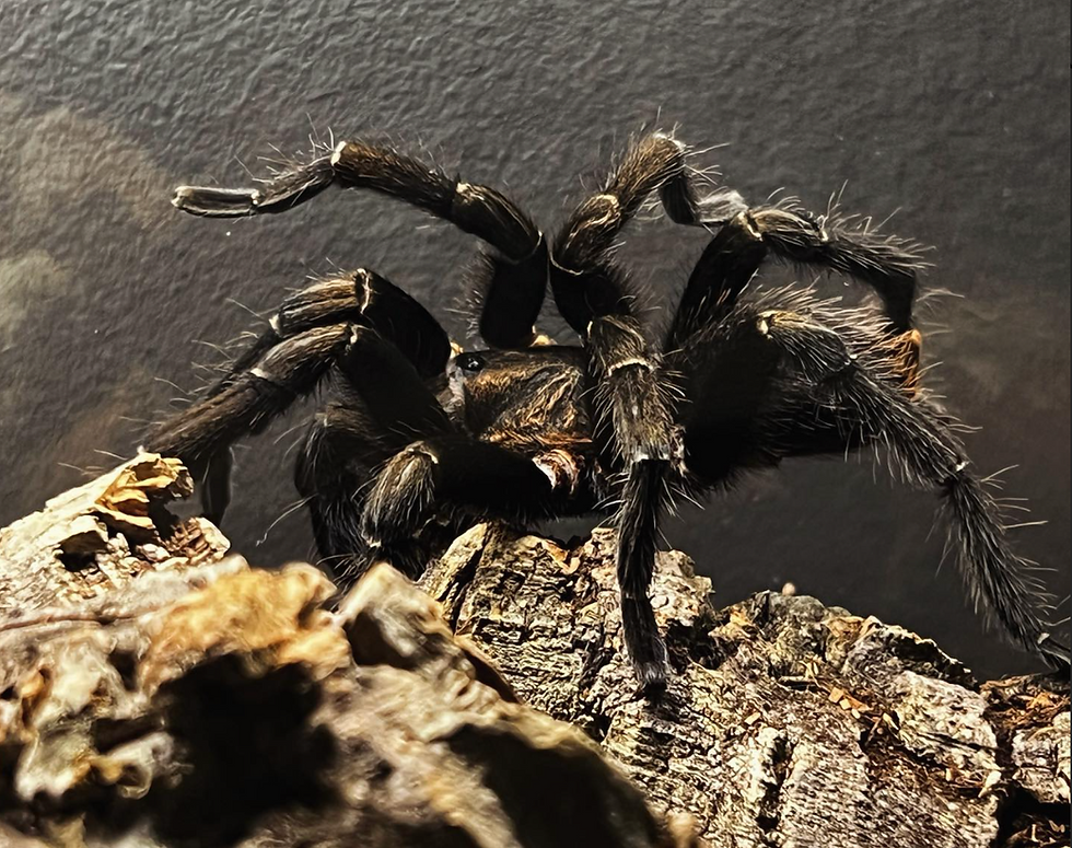 Thumbnail: Aphonopelma seemanni (stripe knee tarantula)
