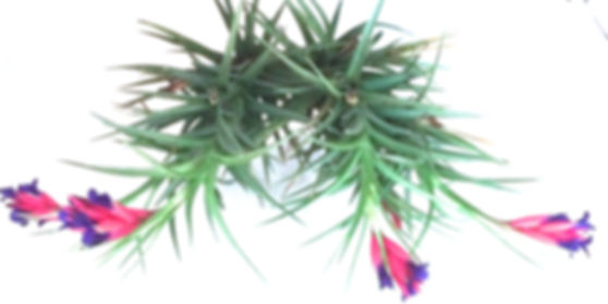 air plant design custom