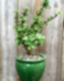 Succulent arrangment, Succulents