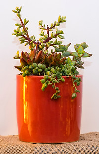 Custom plant designs