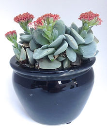 Succulent arrangment, Succulents