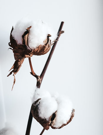 a stem of fresh cotton