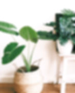 Modern leafy tropical indoor plants in boho basket.