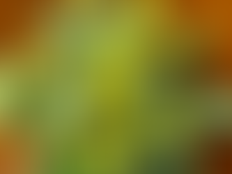 3月8日は国際女性デー ミモザの日