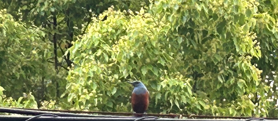 イソヒヨドリ（だぶん）