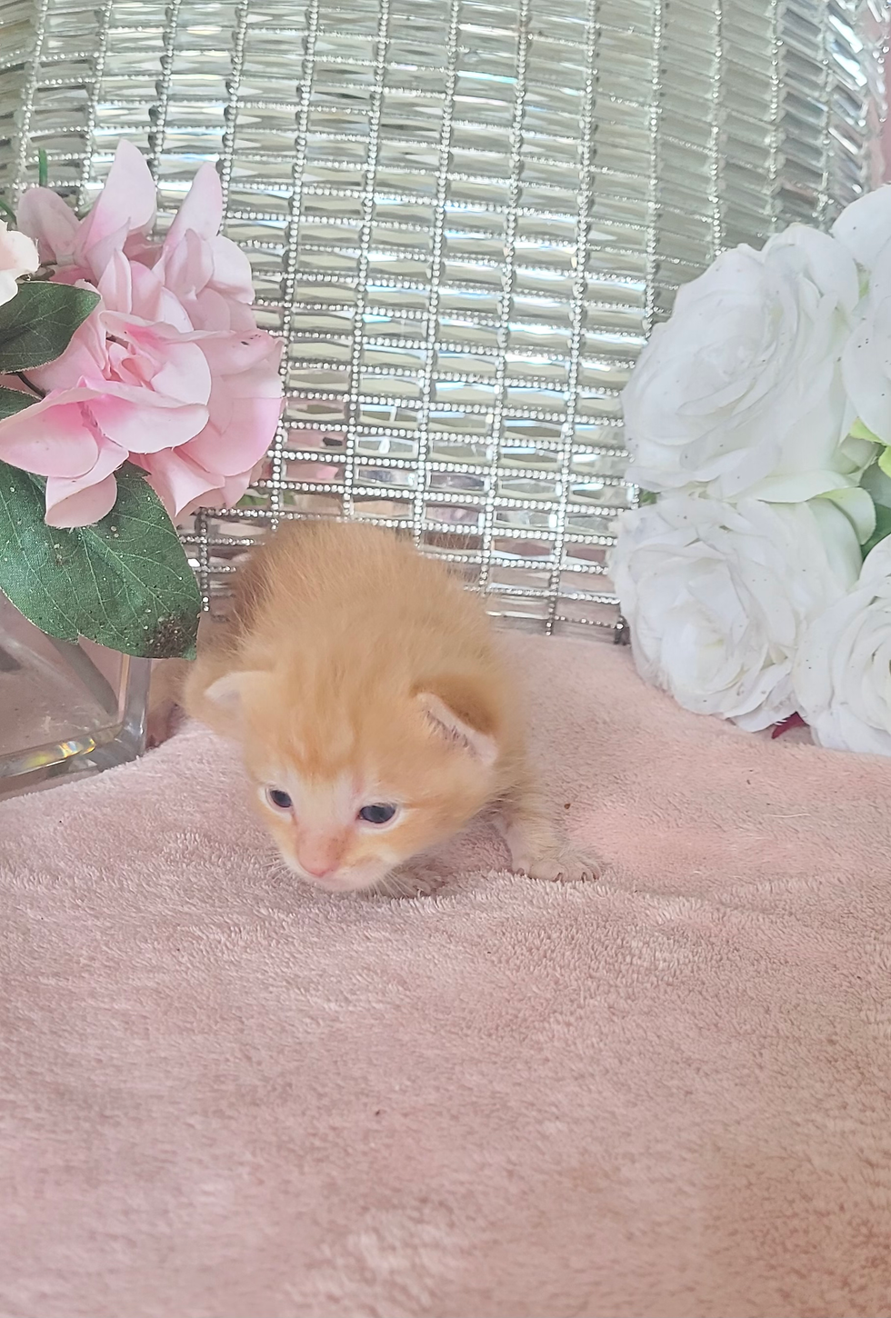 MICRO MINI TEACUP KITTENS FOR SALE