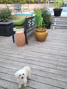 Contact us 864-714-7740 to reserve your little puppy today!