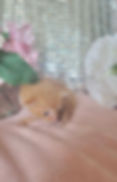 MICRO MINI TEACUP KITTENS FOR SALE