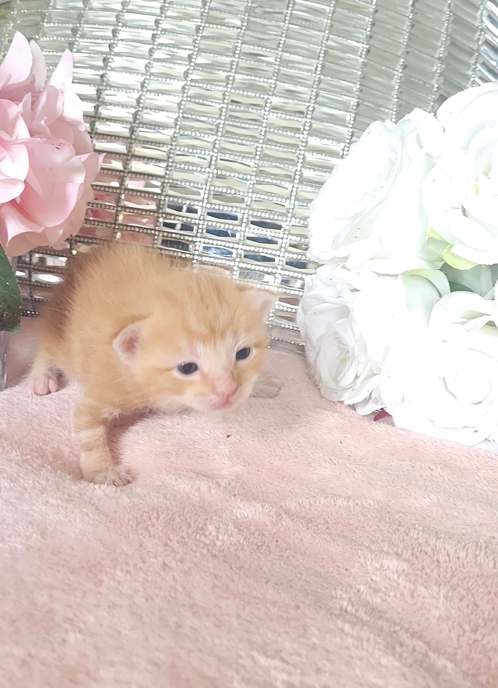 MICRO MINI TEACUP KITTENS FOR SALE
