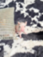 MICRO MINI TEACUP PIGS FOR SALE