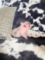 MICRO MINI TEACUP PIGS FOR SALE
