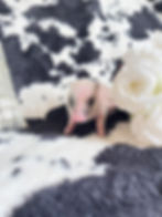 MICRO MINI TEACUP PIGS FOR SALE
