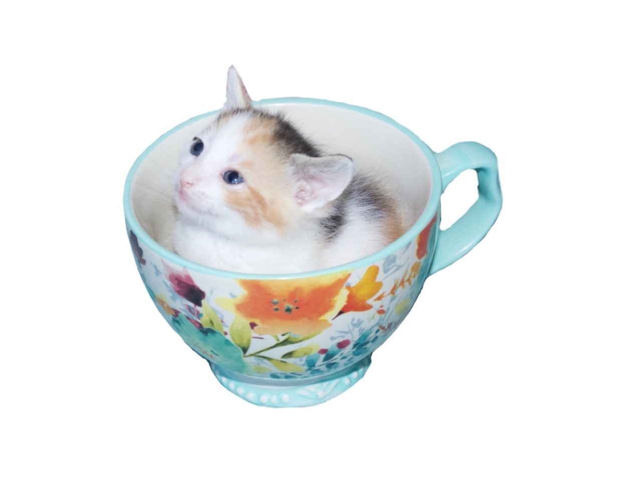 Bitty Kitty Pet Shop logo