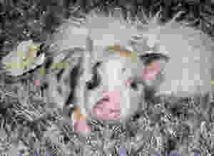 mini pigs for sale, teacup pigs for sale, pet pig, miniature pigs for sale, pet piglet, pig pet, teacup pig, teacup pig for sale, miniature pig