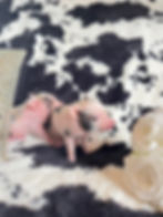 MICRO MINI TEACUP PIGS FOR SALE