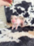 MICRO MINI TEACUP PIGS FOR SALE