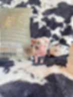 MICRO MINI TEACUP PIGS FOR SALE
