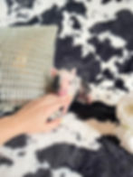 MICRO MINI TEACUP PIGS FOR SALE