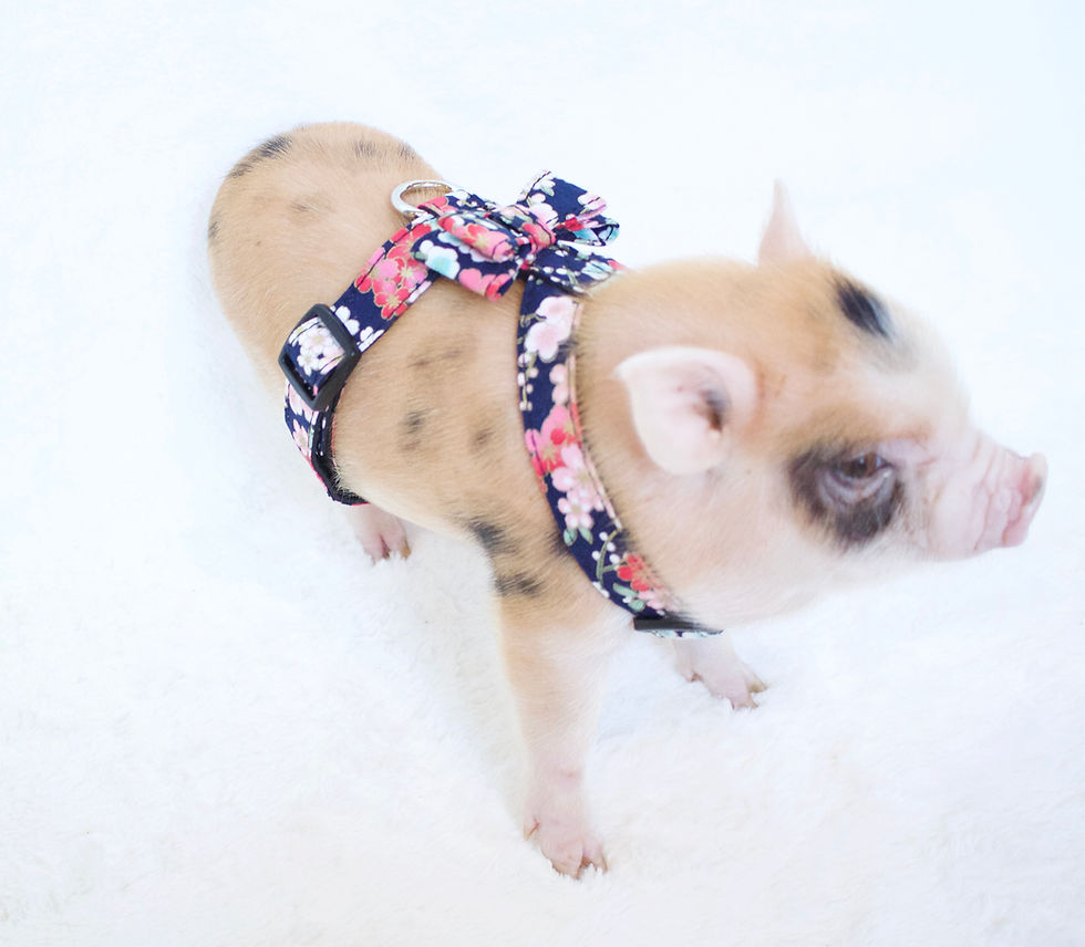 Thumbnail: FLOWER PIG HARNESS