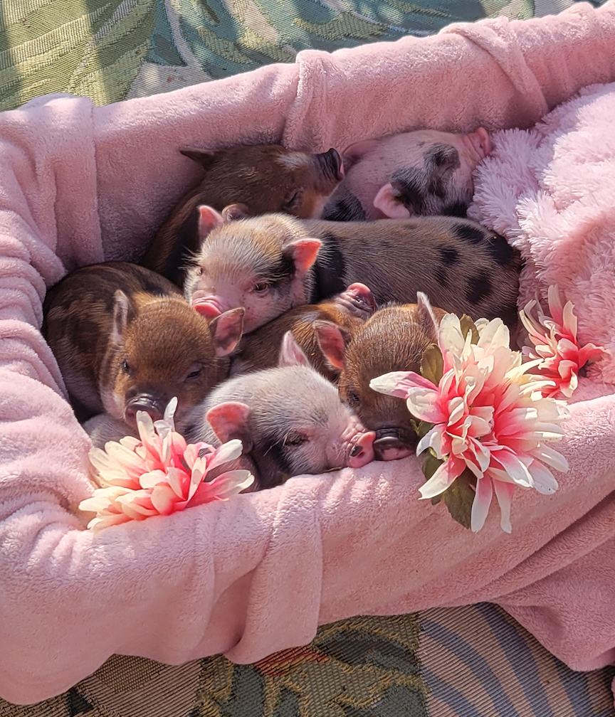 MICRO MINI TEACUP PIGS FOR SALE