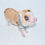 Thumbnail: BLING PIG COLLAR