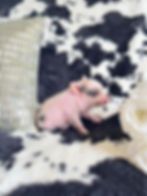 MICRO MINI TEACUP PIGS FOR SALE