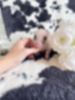 MICRO MINI TEACUP PIGS FOR SALE