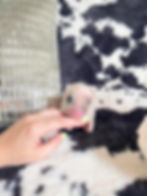 MICRO MINI TEACUP PIGS FOR SALE
