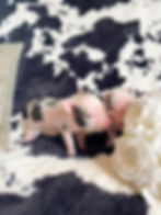 MICRO MINI TEACUP PIGS FOR SALE