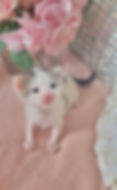 MICRO MINI TEACUP KITTENS FOR SALE