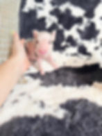 MICRO MINI TEACUP PIGS FOR SALE