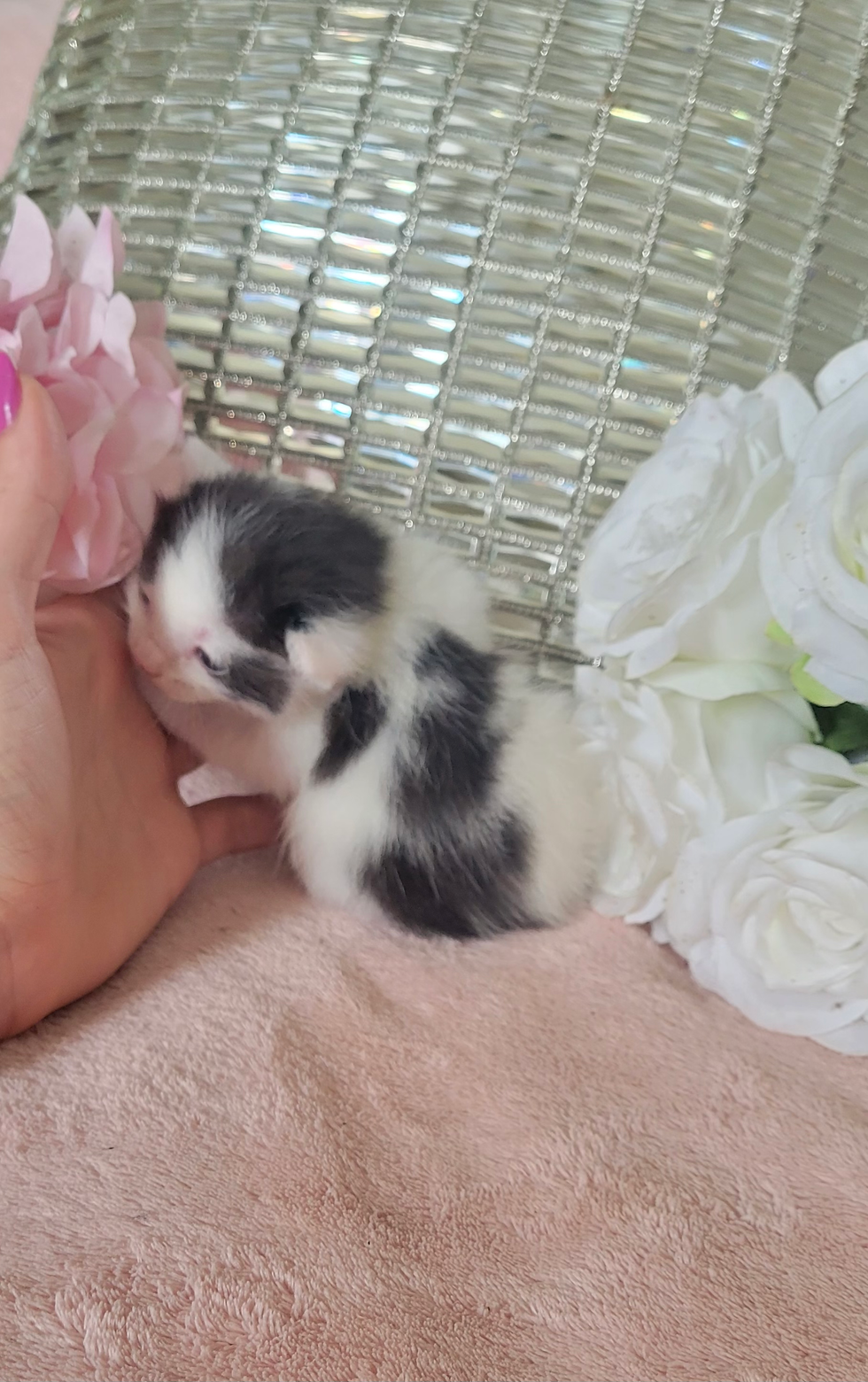 MICRO MINI TEACUP KITTENS FOR SALE