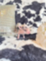 MICRO MINI TEACUP PIGS FOR SALE