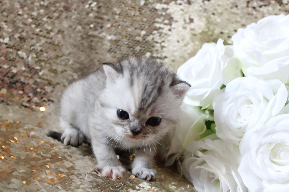 MICRO MINI TEACUP KITTENS FOR SALE
