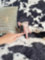 MICRO MINI TEACUP PIGS FOR SALE