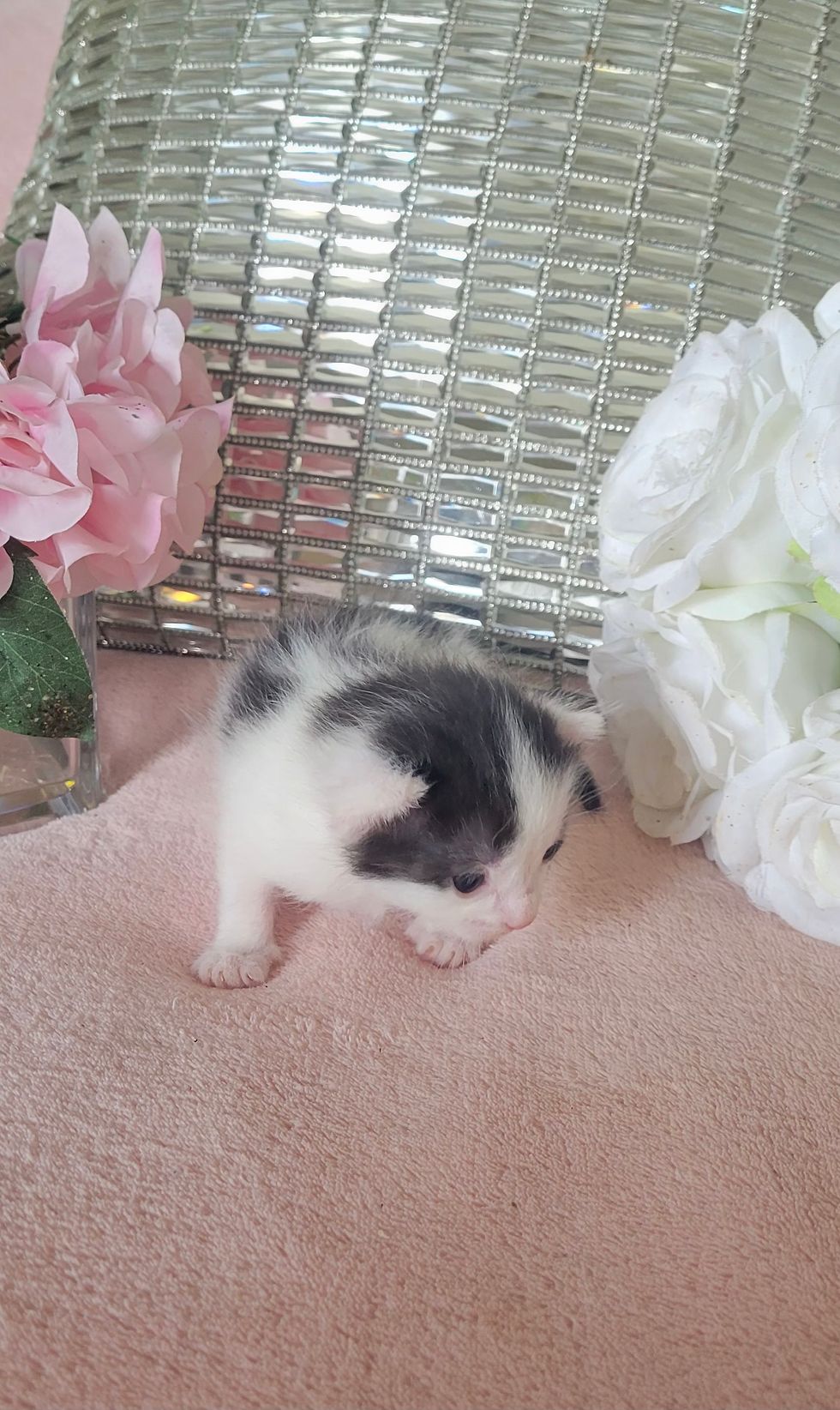 MICRO MINI TEACUP KITTENS FOR SALE