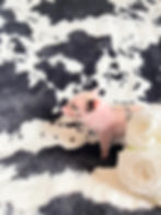 MICRO MINI TEACUP PIGS FOR SALE