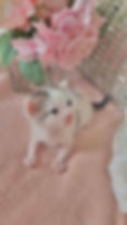 MICRO MINI TEACUP KITTENS FOR SALE