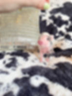 MICRO MINI TEACUP PIGS FOR SALE