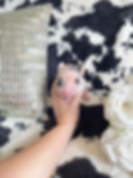 MICRO MINI TEACUP PIGS FOR SALE