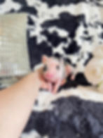 MICRO MINI TEACUP PIGS FOR SALE